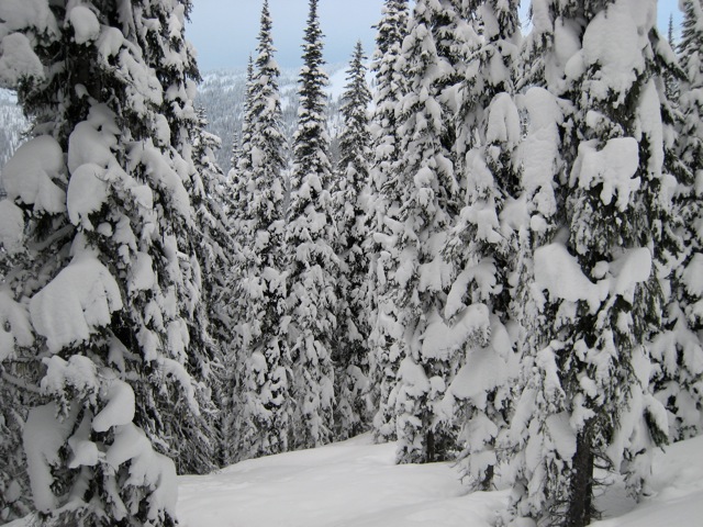 Lots of snow on the trees = great skiing! Lots of snow on the trees = great skiing!